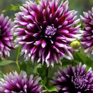 Георгина Оленьи рога Alauna Clair Obscur