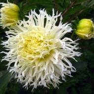 Георгина Tsuki Yori No Shisha (оленьи рога)