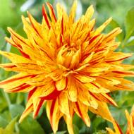 Георгина Кактусовая Striped Vulkan