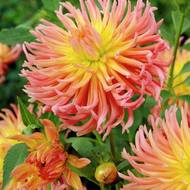 Георгина Кактусовая Alfred Grille