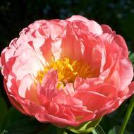 Пион Coral Sunset (2-3 почки)