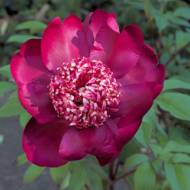 Пион Nippon Beauty