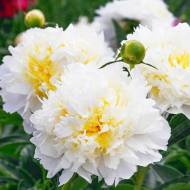 Пион Cheddar Cheese (2-3 почки)