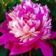 Саженец пиона Celebrity в контейнере