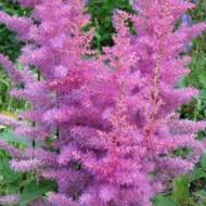 Астильба Amethyst