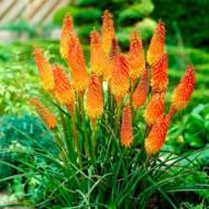 Книфофия Uvaria Grandiflora