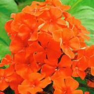 Флокс Orange Perfection