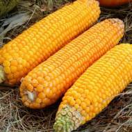 Кукуруза кормовая Кадр 267 МВ за 0,5 кг