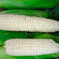 Кукуруза сахарная Белый кролик