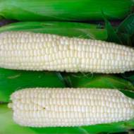Кукуруза сахарная Белый кролик
