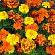 Набор бархатцев 
