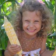 Набор сахарной кукурузы 