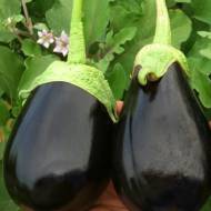 Баклажан Гордита F1