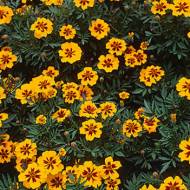 Бархатцы Легион чести за 0,5 г