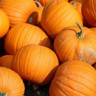 Тыква Янина за 3 г