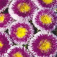 Астра Лунный свет за 0,3 г