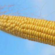 Кукуруза сахарная Ротердам