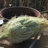 Кукуруза сахарная Диадема