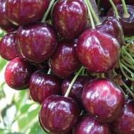 Саженец Черешня Самба