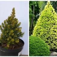 Саженец ели канадской Рейнбоуз Энд в контейнере