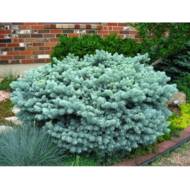 Саженец ели pungens Glauca Globosa (привитой) в контейнере