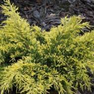 Саженец можжевельника среднего Sheridan Gold в контейнере