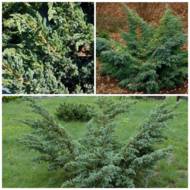 Саженец можжевельника чешуйчатого Hunnetorp в контейнере