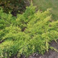 Саженец можжевельника среднего Gold star в контейнере