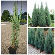 Саженец можжевельника скального Skyrocket в контейнере