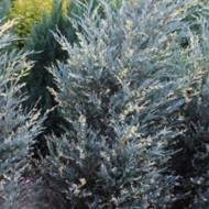 Саженец Можжевельник скальный Silver star variegata