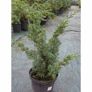 Саженец можжевельника китайского Blaauw Variegata в контейнере