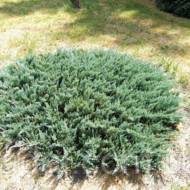 Саженец можжевельника горизонтального Blue Moon в контейнере