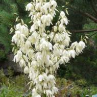 Саженец Юкка Filamentosa