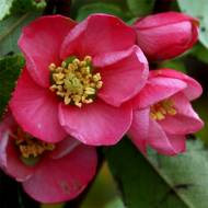 Саженец хеномелеса Ринк Леди в контейнере