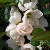 Саженец хеномелеса Nivalis в контейнере