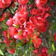 Саженец хеномелеса Rubra grandiflora в контейнере