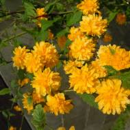 Саженец керии japonica pleniflora в контейнере