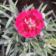 Саженец гвоздики Velvet в контейнере