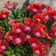 Саженец делоспермы Sundella Red в контейнере