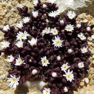 Саженец делоспермы альпийской в контейнере