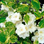 Саженец чубушника Innocence (жасмина декорат.) в контейнере