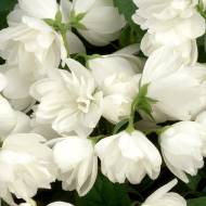 Саженец чубушника Snowbelle (жасмина декор.) в контейнере