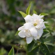 Саженец чубушника венечного Schneestrum в контейнере