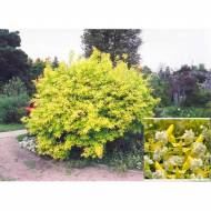 Саженец чубушника Aureus в контейнере