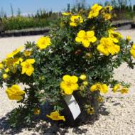 Саженец лапчатки кустовой Goldstar в контейнере