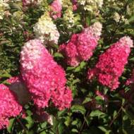 Саженец гортензии метельчатой ​​Fraise Melba в контейнере