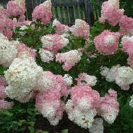 Саженец гортензии метелчатой ​​Vanille Fraise в контейнере