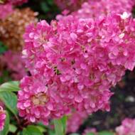 Саженец гортензии метельчатой ​​Sundae Fraise в контейнере