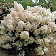 Саженец гортензии низкорослой Bobo в контейнере