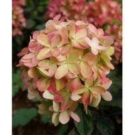 Саженец гортензии метельчатой ​​Graffiti в контейнере